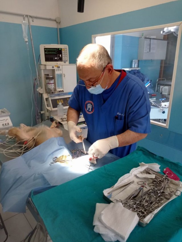 Veterinario